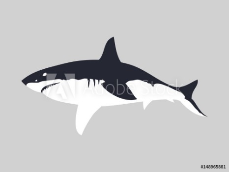 Bild på Great white shark vector illustration